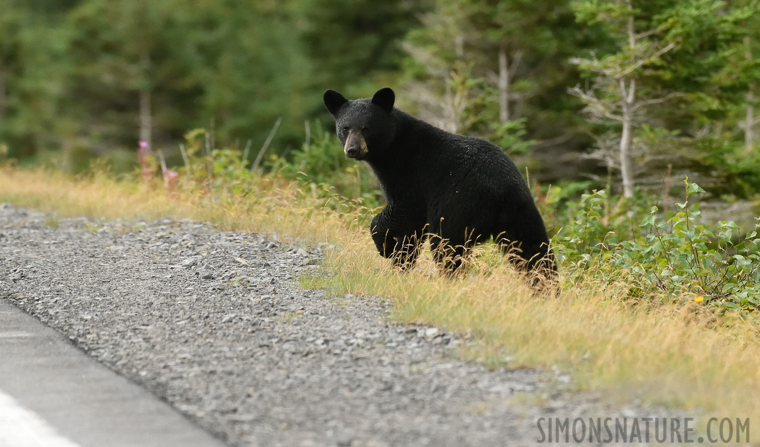 Ursus americanus hamiltoni [400 mm, 1/1000 sec at f / 7.1, ISO 3200]